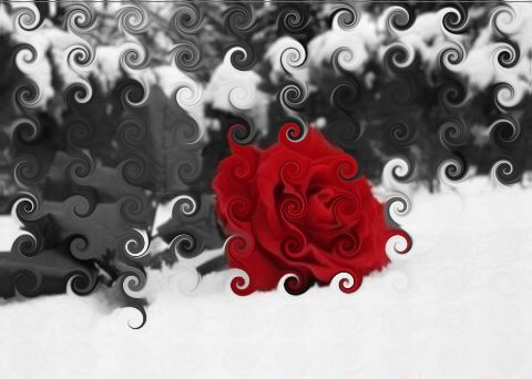 o amor simbolizado numa rosa vermelha
