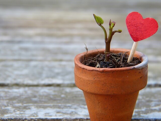 vaso com broto de planta e um coração numa demonstração de gratidão